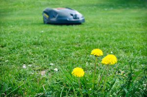 Mähroboter Garten